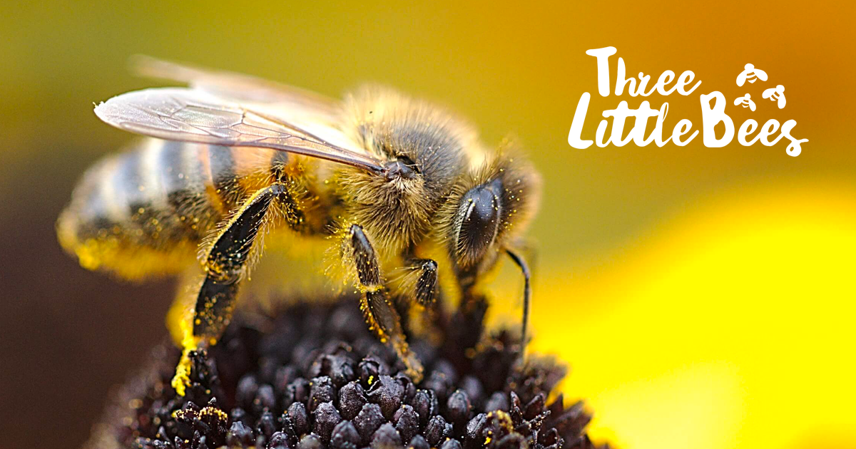 Bee home